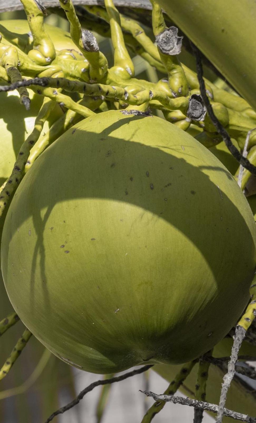 Coco de agua